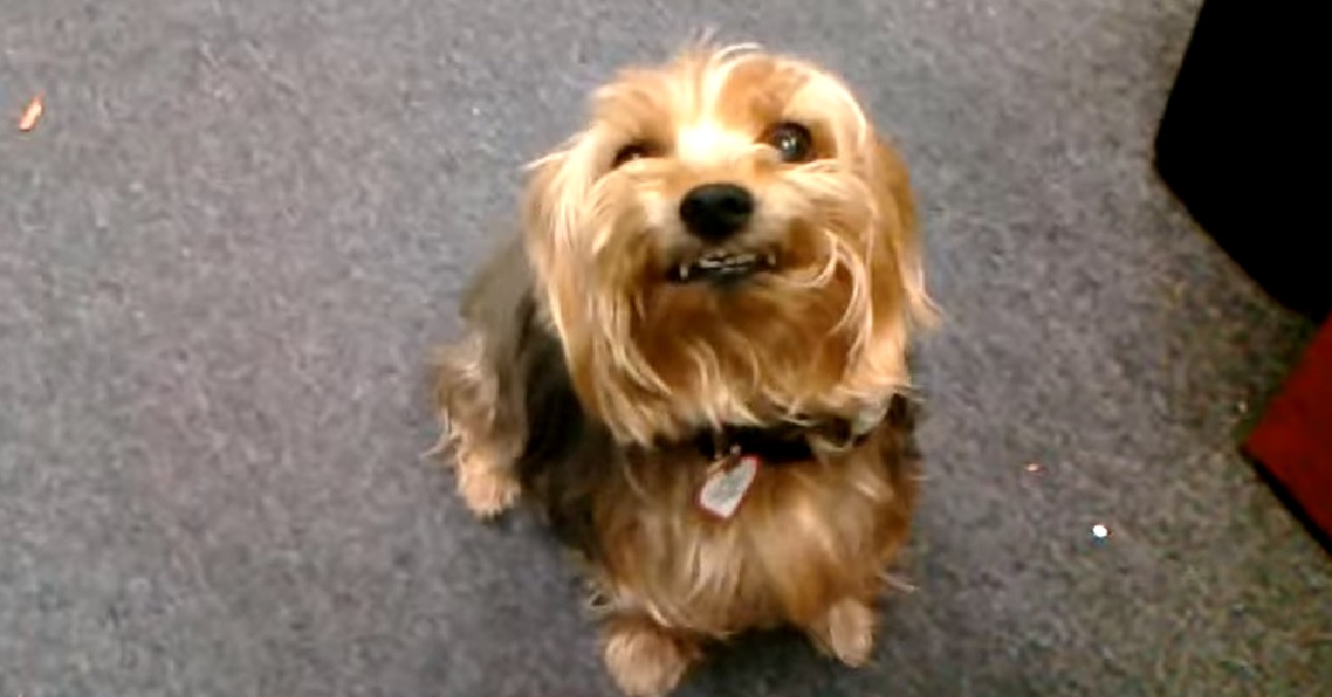 Il cucciolo Australian Silky Terrier ha un’espressione terrificante, il video vi lascerà a bocca aperta