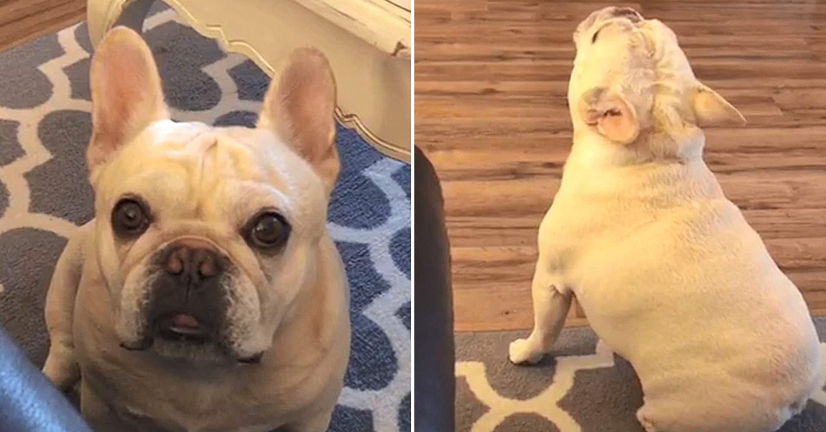 Il cucciolo Bulldog Francese non accetta il fatto che manchino i cereali in casa, le sue esilaranti proteste in video