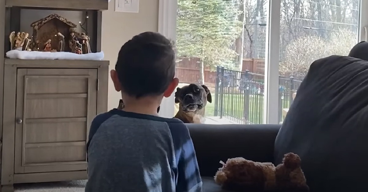 Il cucciolo di Boxer sente suonare l’armonica a bocca, il video mostra una reazione fuori dal comune