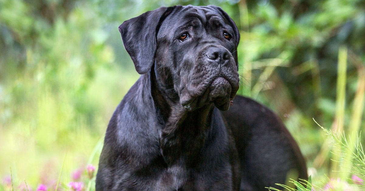 Il cucciolo di cane corso vede il padrone accasciarsi a terra e reagisce in modo inaspettato (VIDEO)