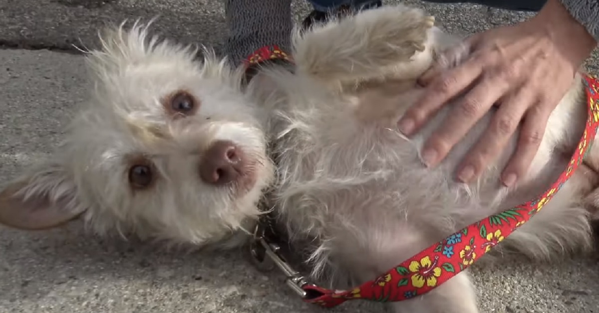 Il cucciolo di cane ha bisogno di aiuto, il suo salvataggio in video tiene col fiato sospeso