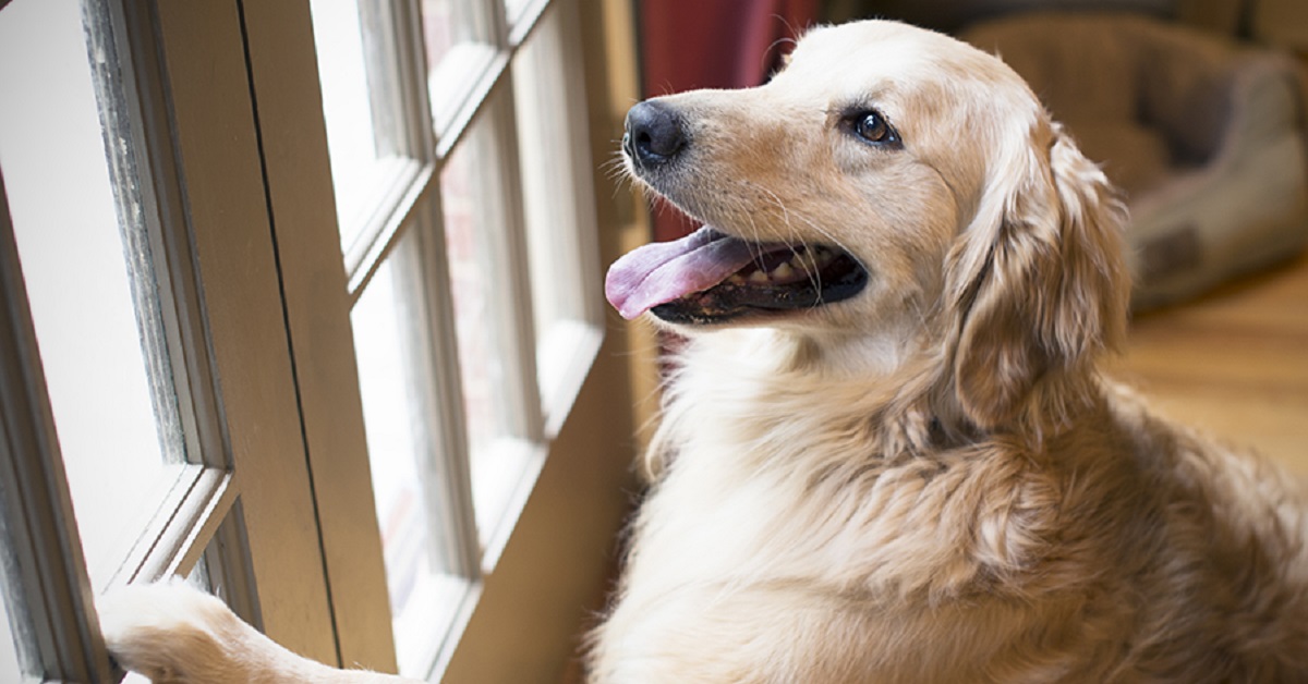 Il cucciolo di cane non vuole attraversare la porta, nel video capiamo l’esilarante perché