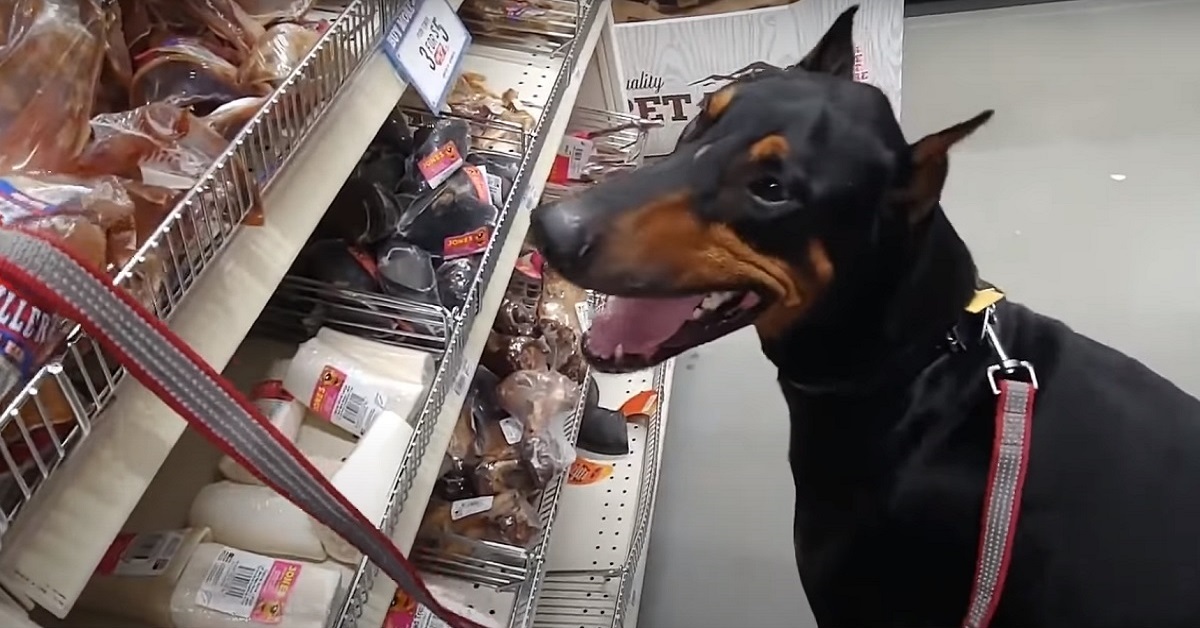 Il cucciolo di Doberman deve scegliere il suo regalo al negozio, ma fa una scelta insolita (VIDEO)