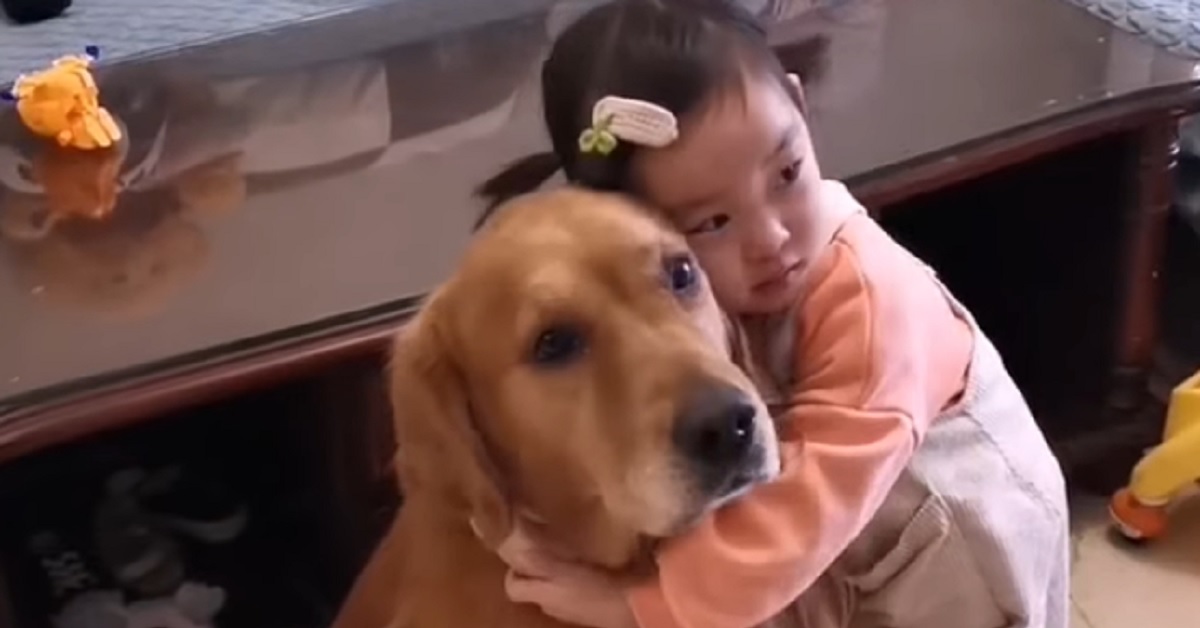 Il cucciolo di Golden Retriever ama alla follia la sorellina, il video mostra un legame unico al mondo