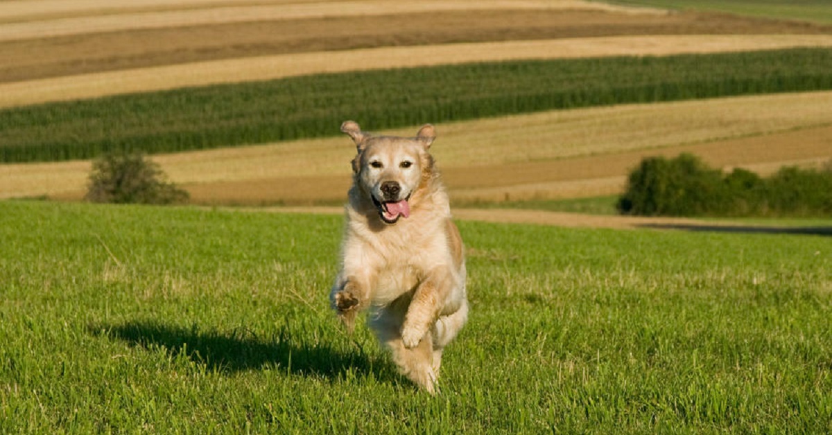 Il cucciolo di Golden Retriever è un campione nel salto in alto, le sue capacità nel video sono strabilianti