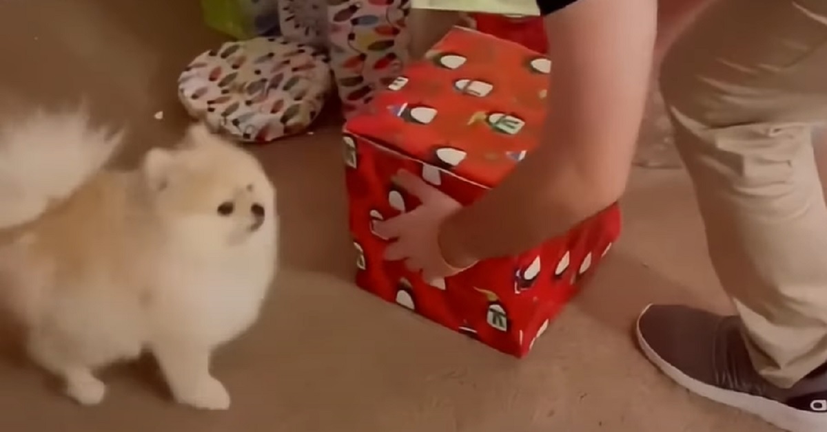 Il cucciolo di Pomerania riceve una meravigliosa sorpresa per Natale, il video è tutto da vedere