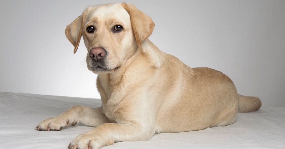 Il cucciolo Golden Retriever non sale sul tappeto, ecco in video cosa inventa per superare il problema