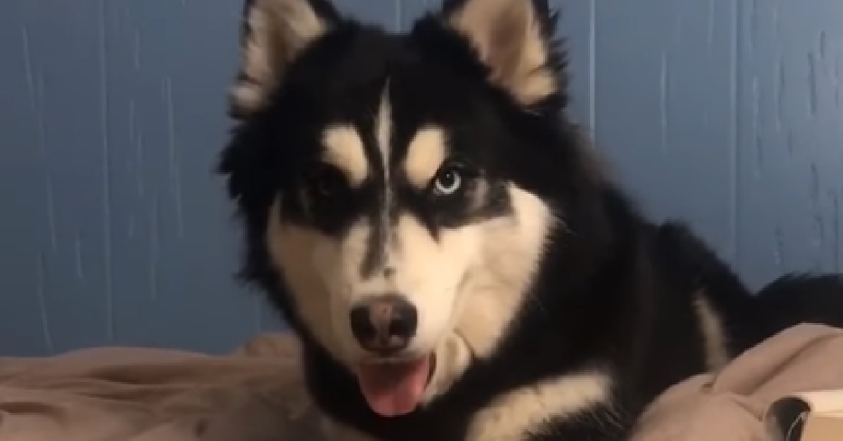 Il cucciolo Husky ascolta i sospiri della mamma e, come è evidente dal video, da vita ad uno spettacolo raro