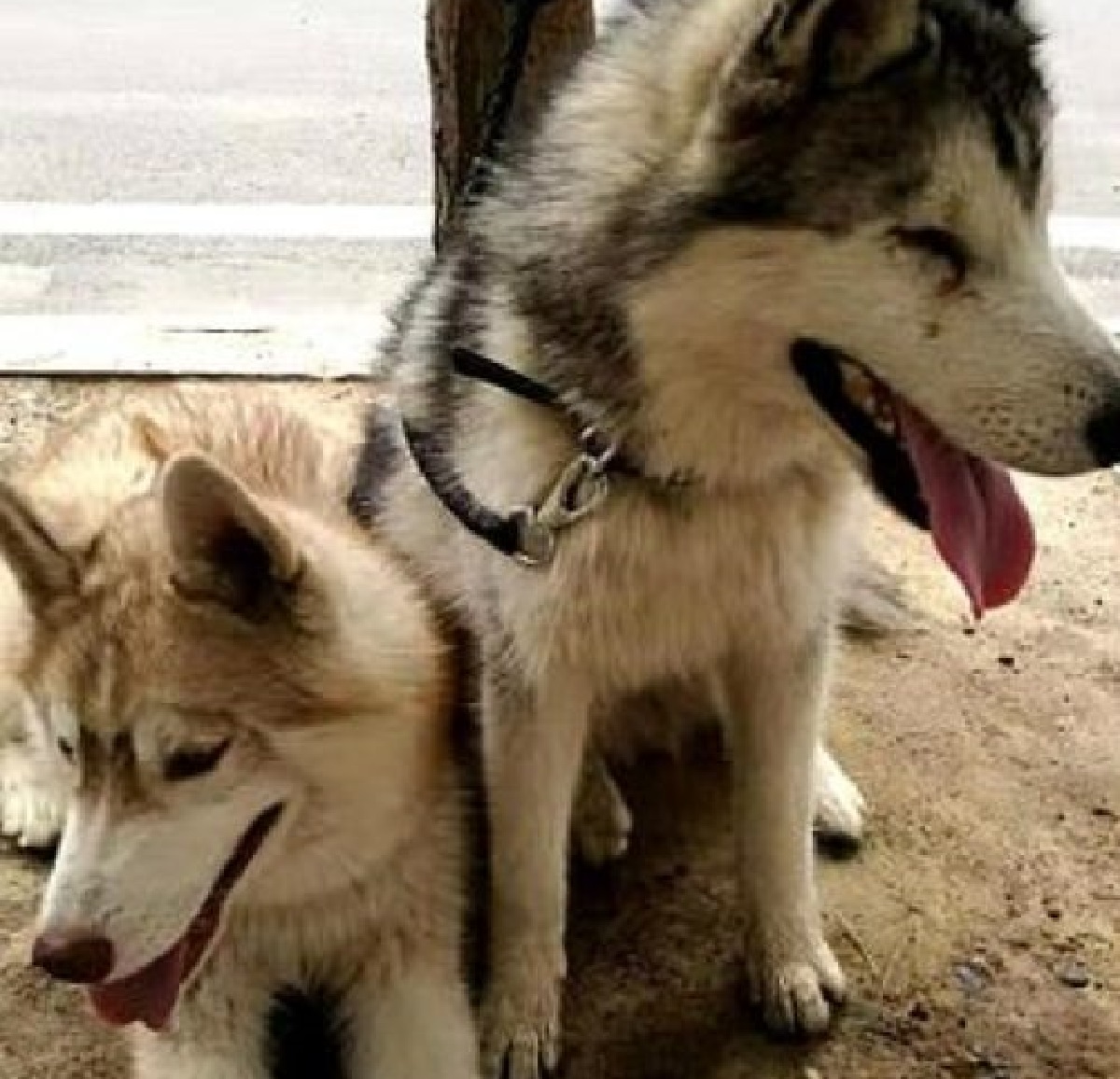 ju bao da bao amore fraterno husky