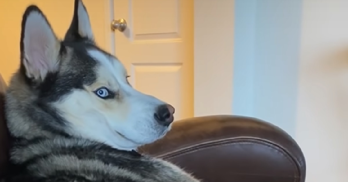 Il cucciolo Husky vuole maggiori attenzioni, questo è il suo modo di chiederle nel fantastico video