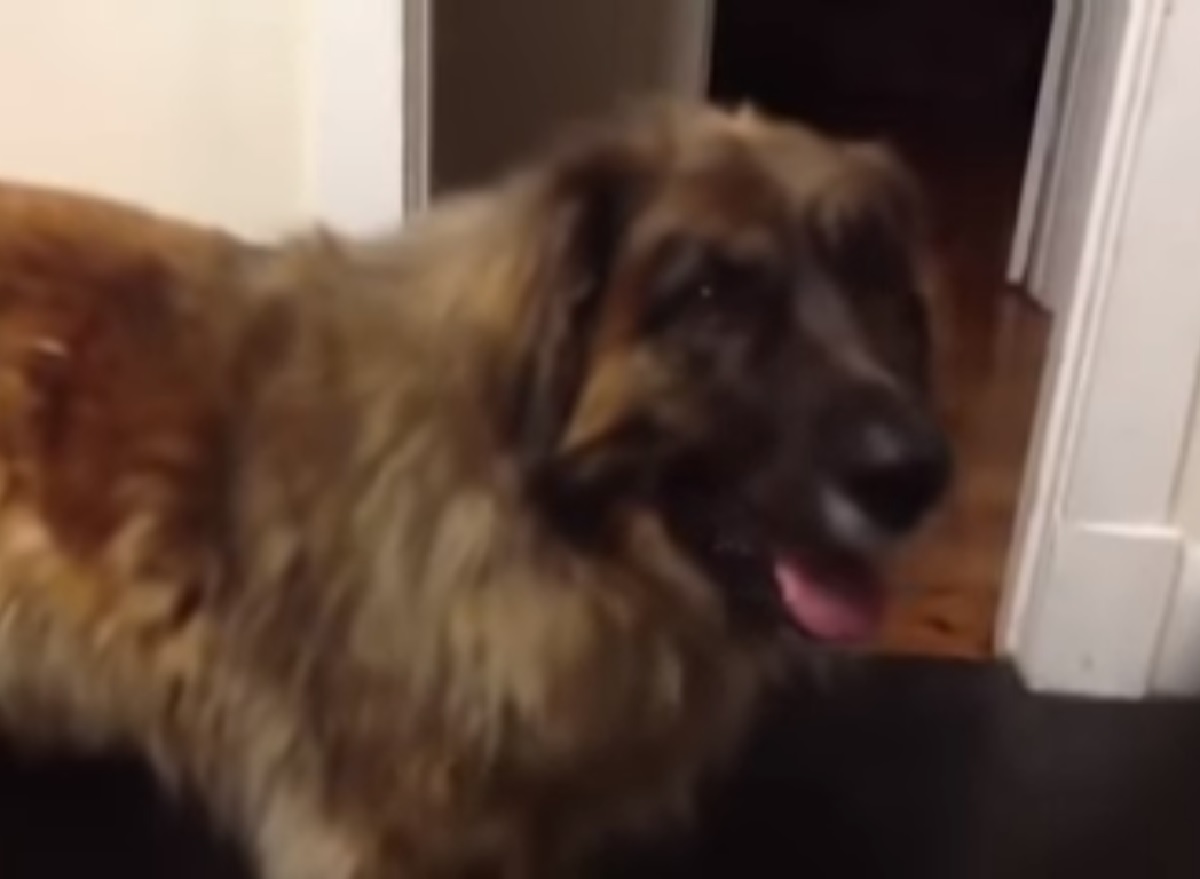 sharlo cucciolo leonberger parlantina