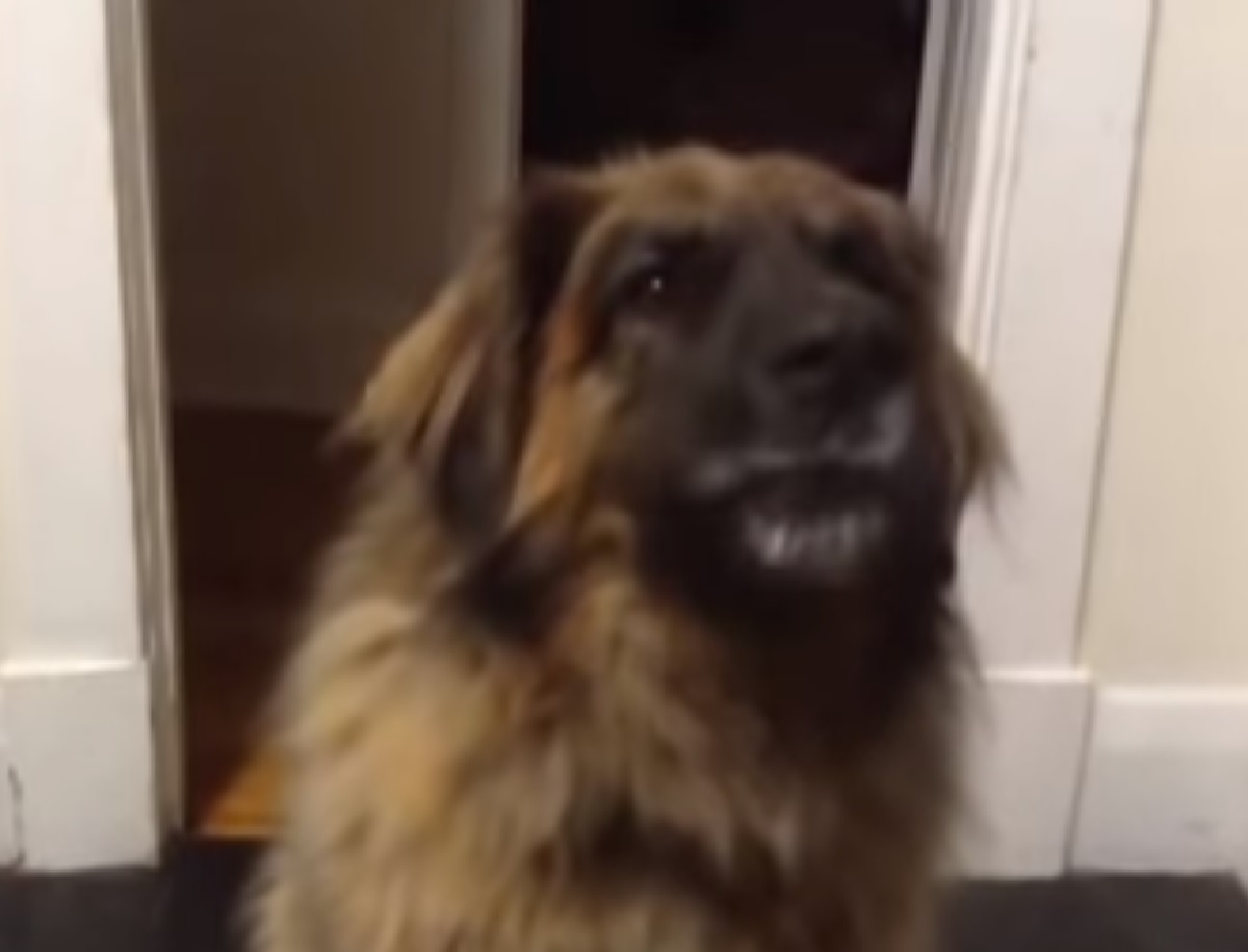 cucciolo leonberger entra in cucina parla con mamma