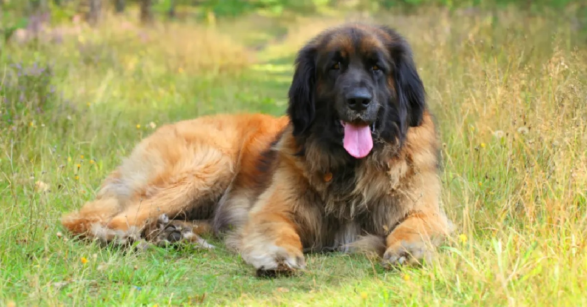 Il cucciolo Leonberger cerca di parlare, nel video possiamo intravedere delle doti uniche