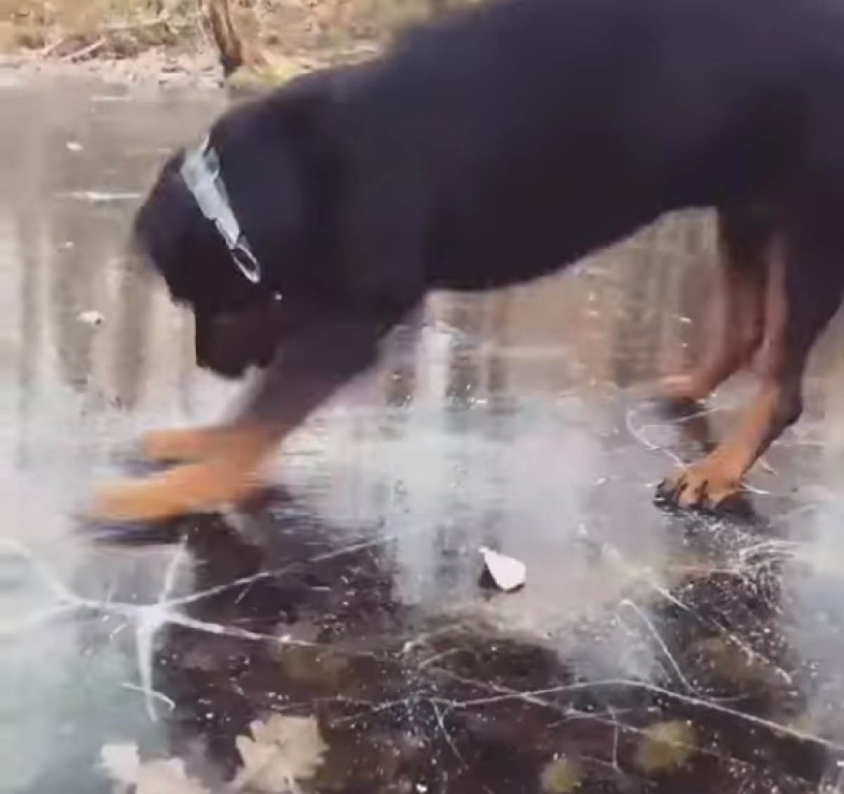 cucciolo rottweiler lago ghiaccio salti