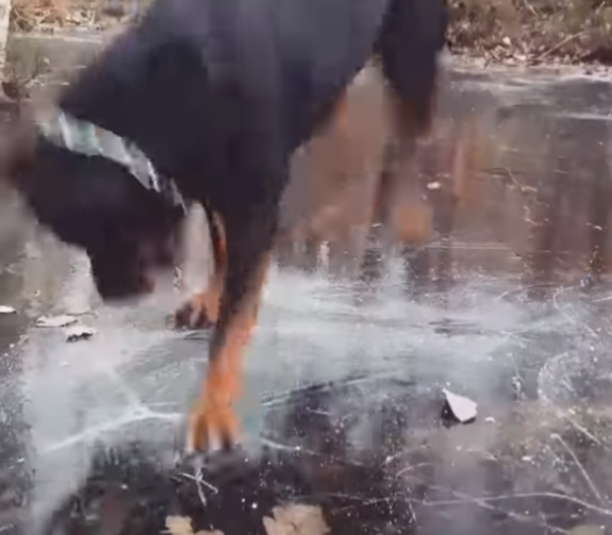 cucciolo rottweiler perde testa ghiaccio
