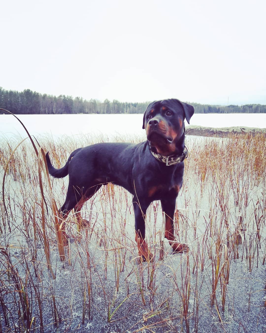 Il cucciolo Rottweiler salta su un lago ghiacciato, il video è uno spettacolo per gli occhi