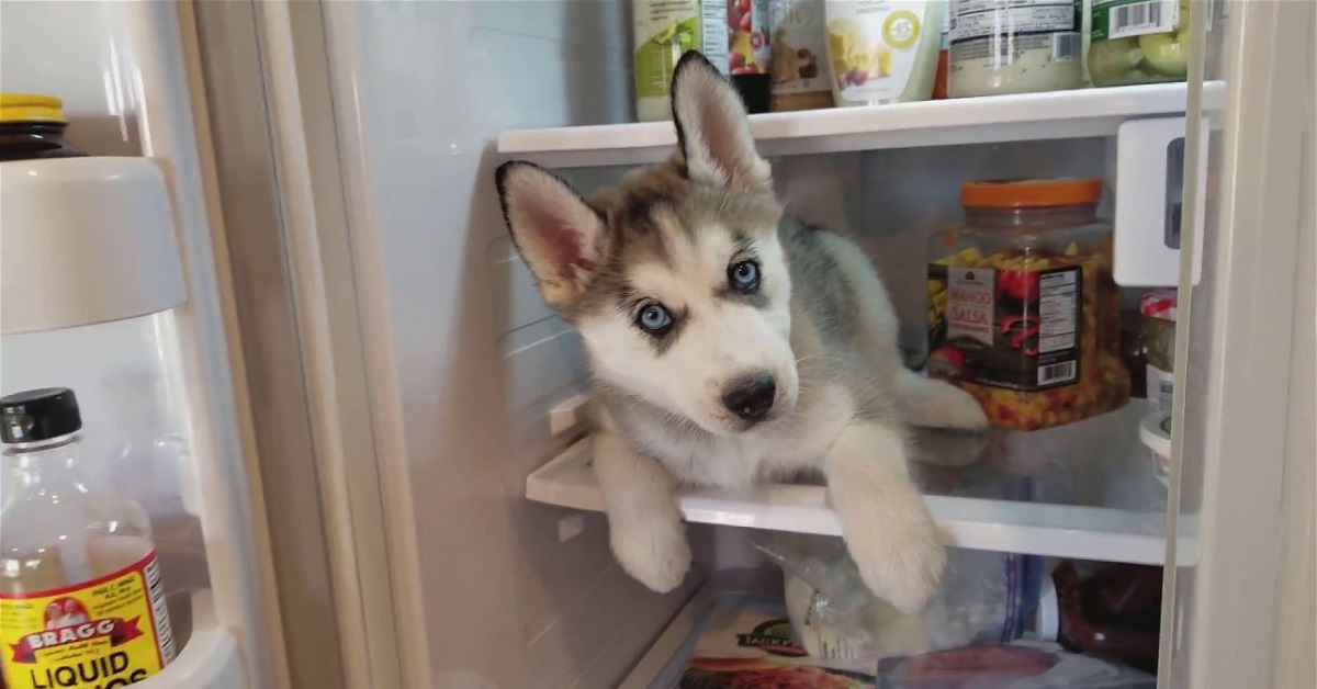 Il cucciolo Siberian Husky cerca freschezza nel frigorifero, il video del suo gesto è tenerissimo
