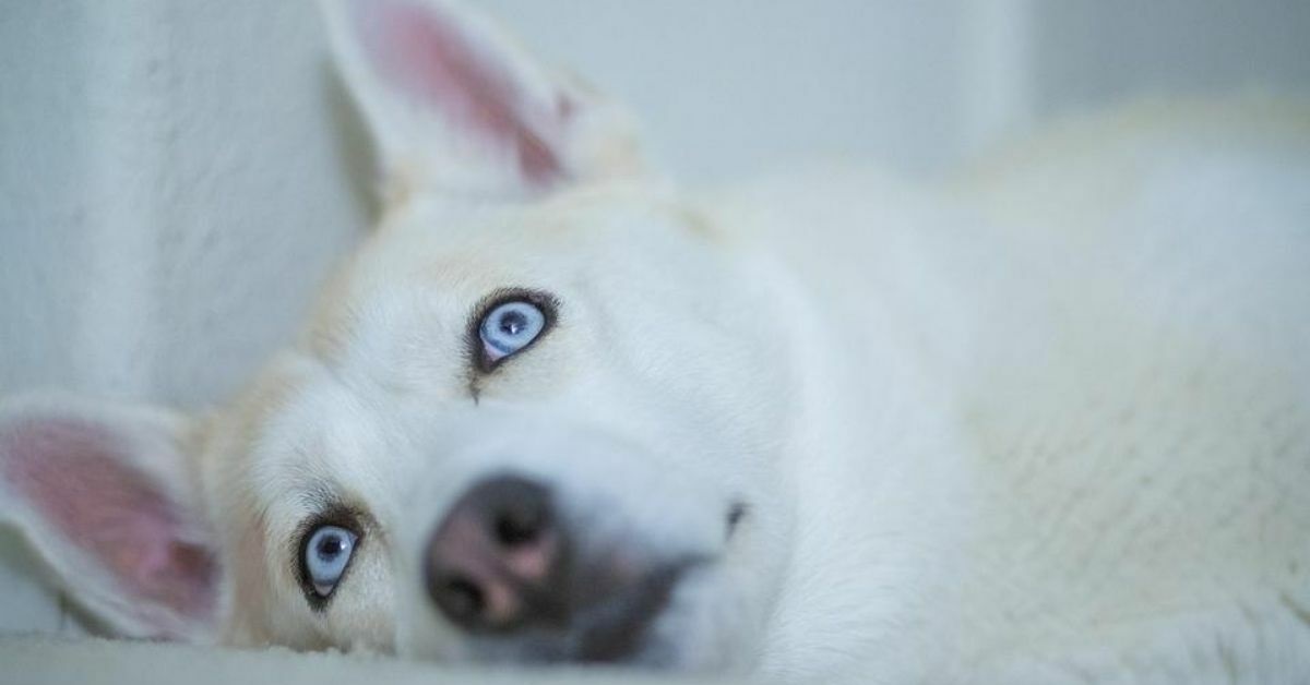 Il tuo cane è di questo colore? Se ha queste caratteristiche allora c’è qualcosa di più