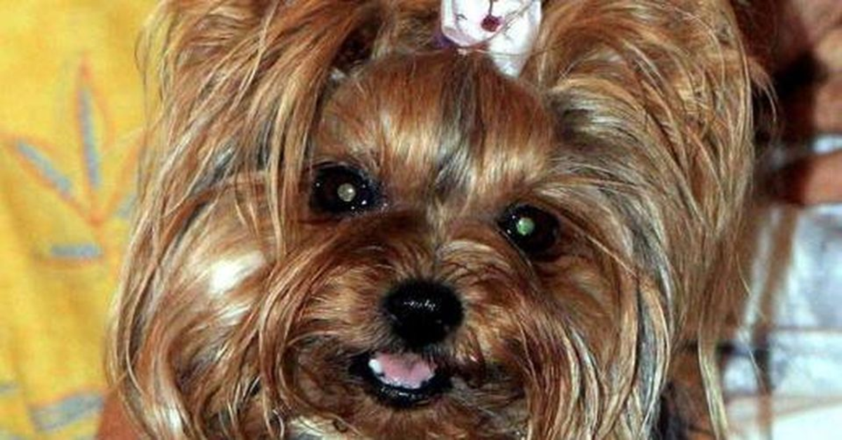 La signora anziana riceve una meravigliosa sorpresa: un cucciolo di Yorkshire Terrier (VIDEO)
