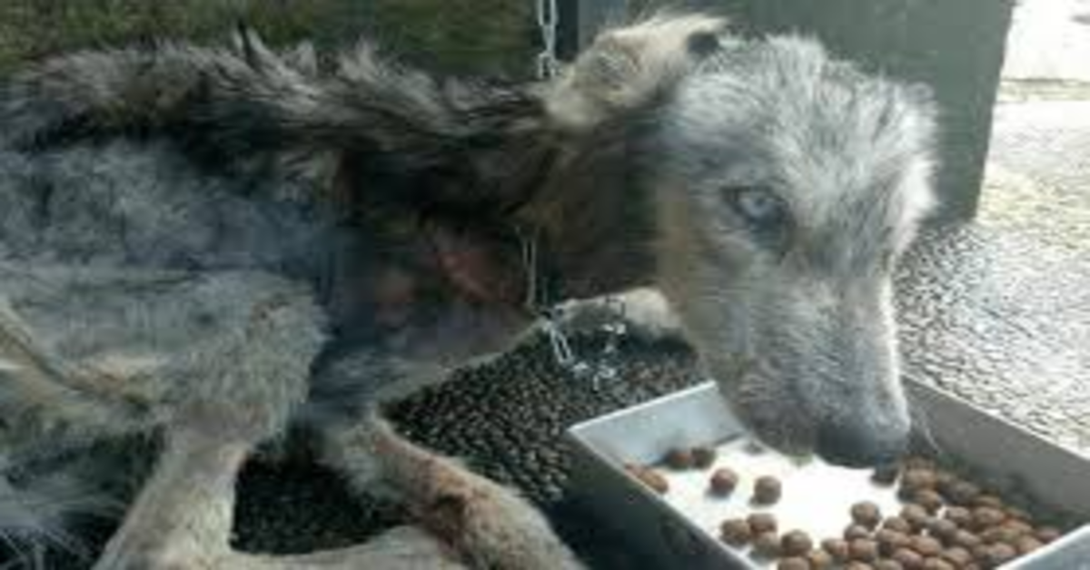 Hope, il cucciolo di Husky quasi moribondo che è tornato a vivere grazie al giovane che lo ha adottato (VIDEO)