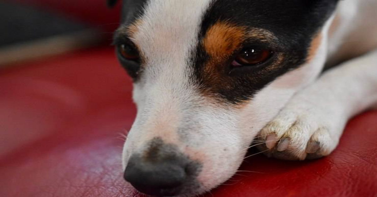 Ecco cosa fare se il tuo cane ha questo problema e perché devi intervenire