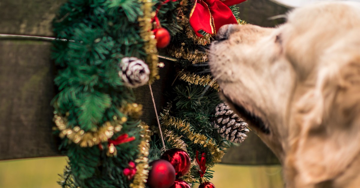 cuccioli di cane e albero di natale