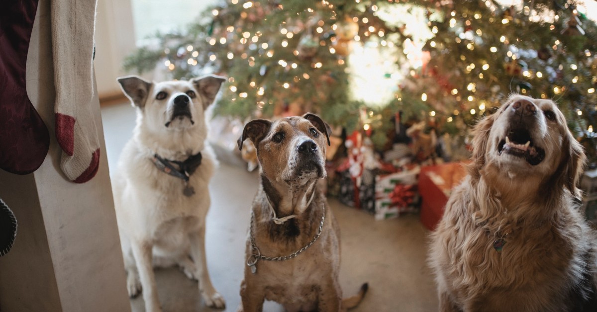 cuccioli di cane e albero di natale