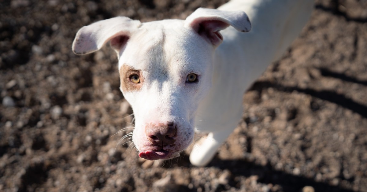 cuccioli di pit bull come pulirli