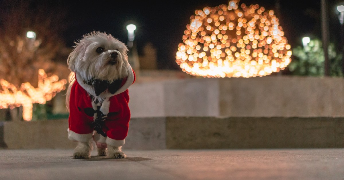 cagnolini babbo natale foto e video