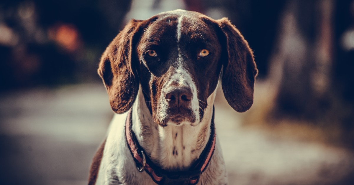 cuccioli di pointer