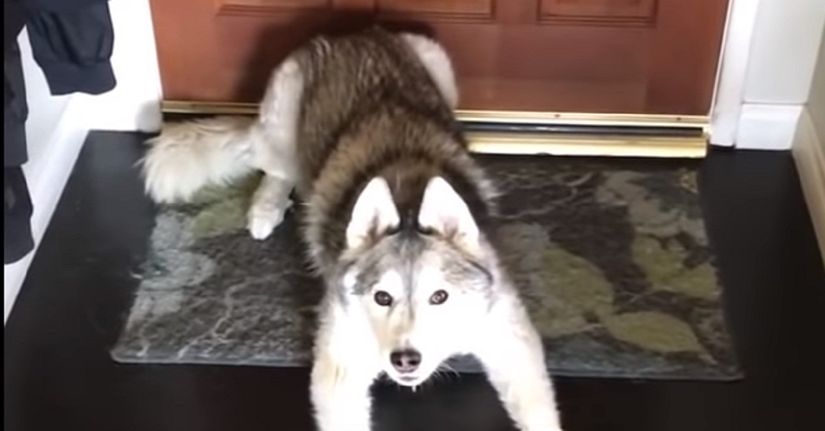 La cucciola di Husky si comporta in modo assurdo quando il padrone esce di casa (VIDEO)