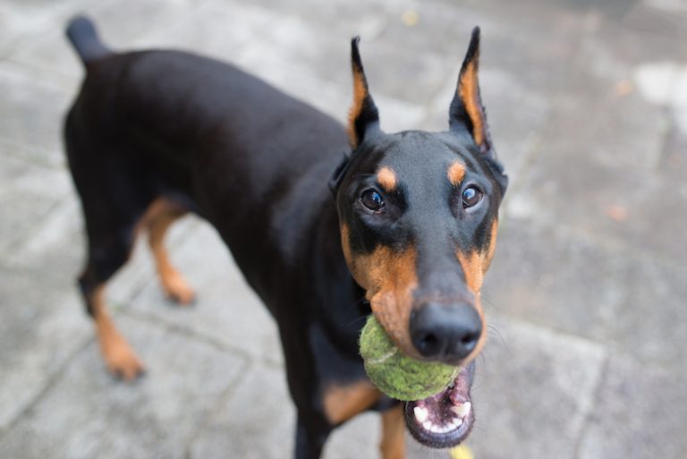 La cucciola Doberman abbaia ad un pupazzo, finisce per scoprire la verità e i genitori catturano in video