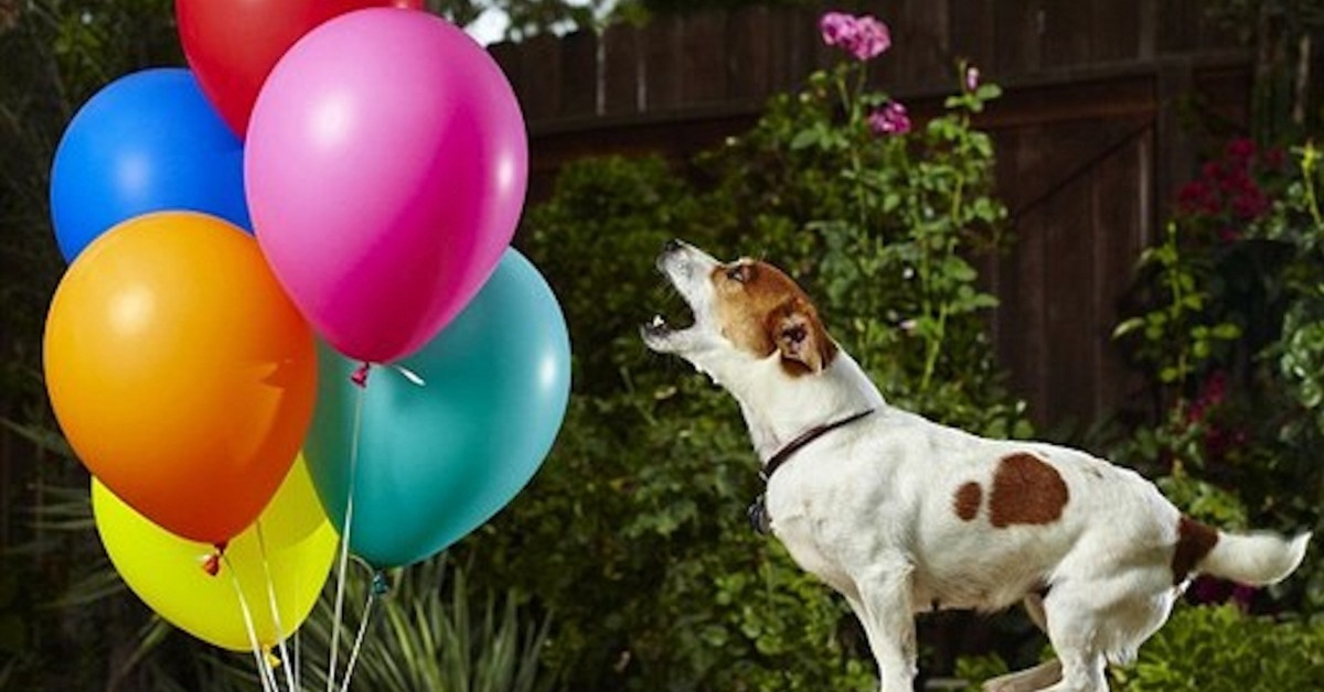 La cucciola Jack Russell scoppia 100 palloncini in pochissimo tempo, ecco il video del record