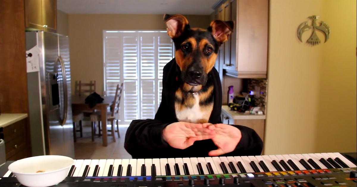 La cucciola Pastore tedesco suona il piano con le sue “mani”, il video ci mostra il suo infinito talento
