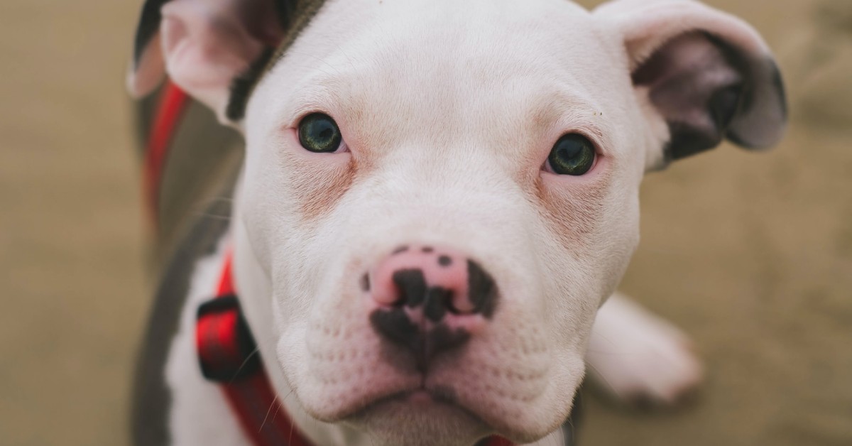 cuccioli di pit bull come pulirli