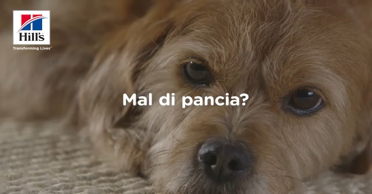 Se la cacca del tuo cane è di questo colore, stai attento: forse gli stai facendo male