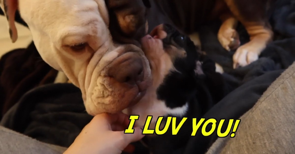 Mamma Bulldog inglese si occupa dei cuccioli che hanno qualche settimana (VIDEO)