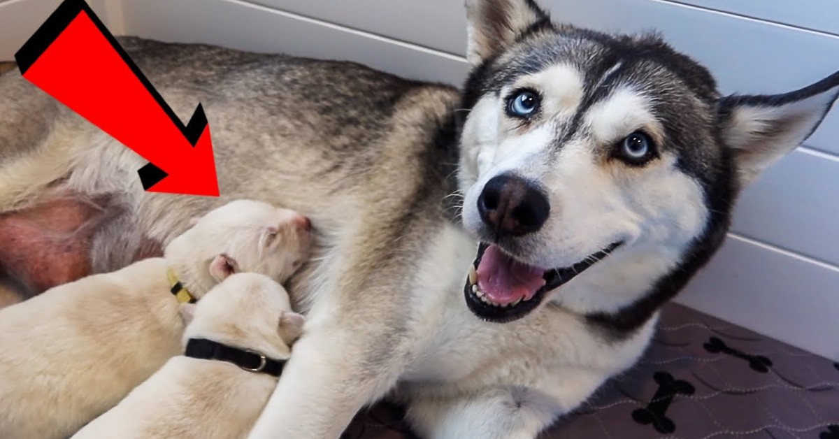 Una mamma Husky si occupa dei cuccioli appena nati (VIDEO)