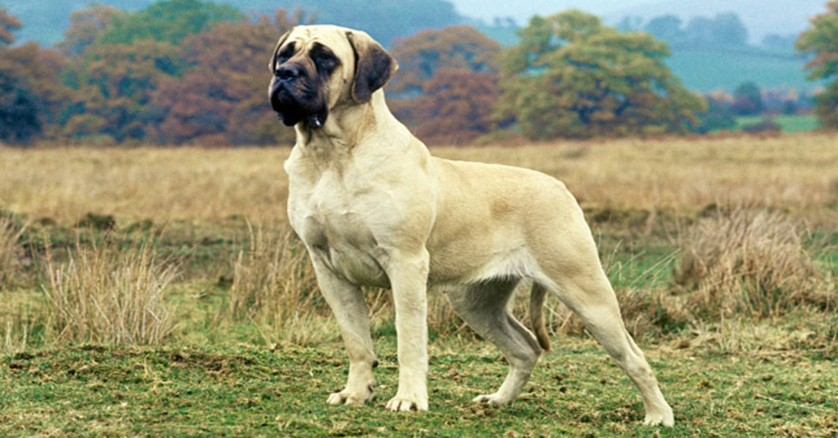 Gordon, il cucciolo di Mastiff che ogni giorno accompagna alla fermata del bus due bambine (VIDEO)