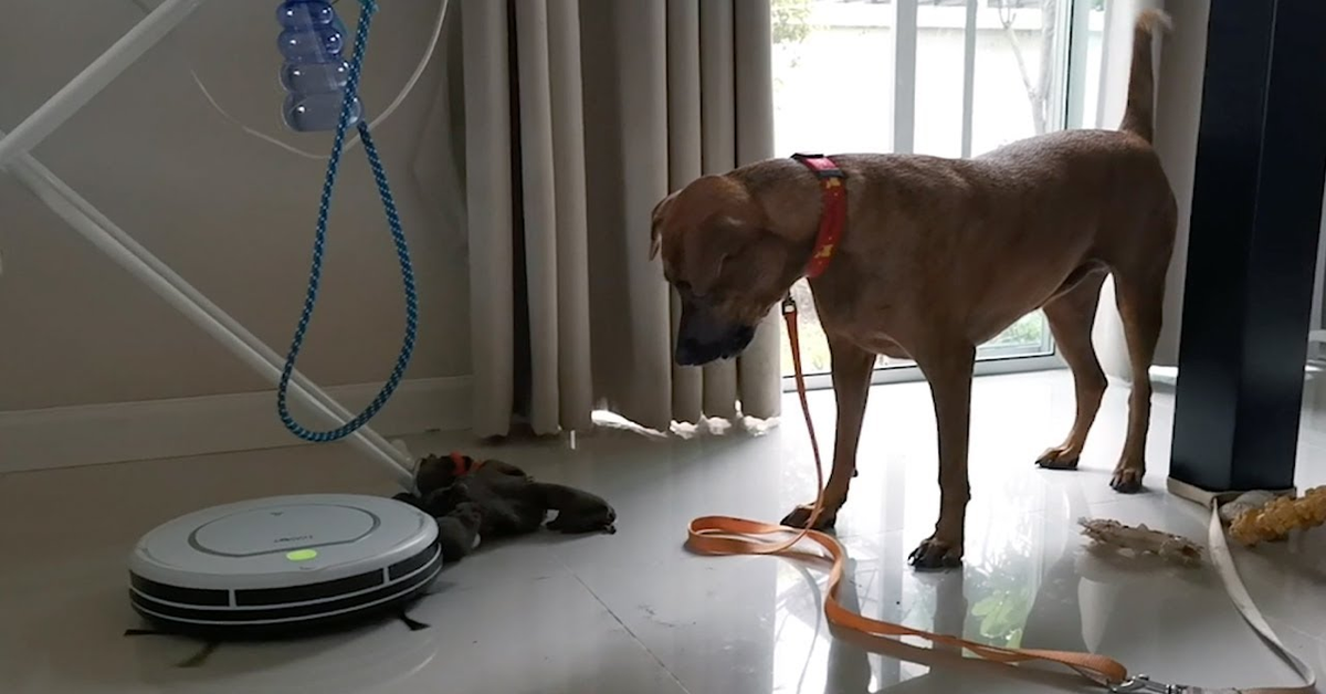 cane guarda con sospetto l'aspirapolvere