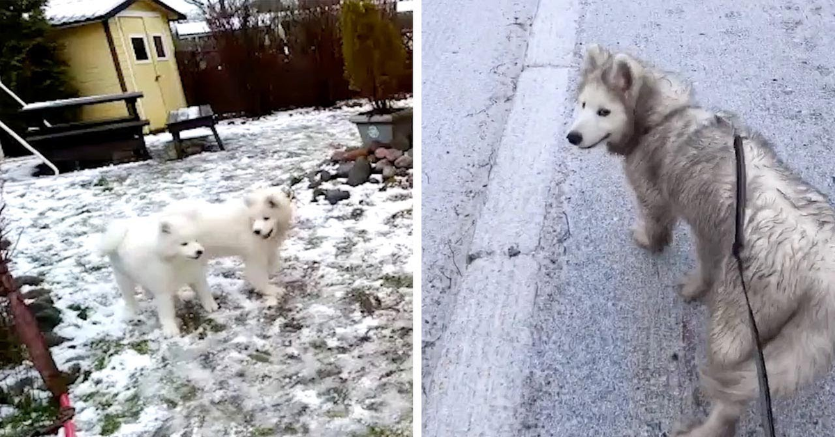 Samoiedo gioca sulla neve e si sporca tutto