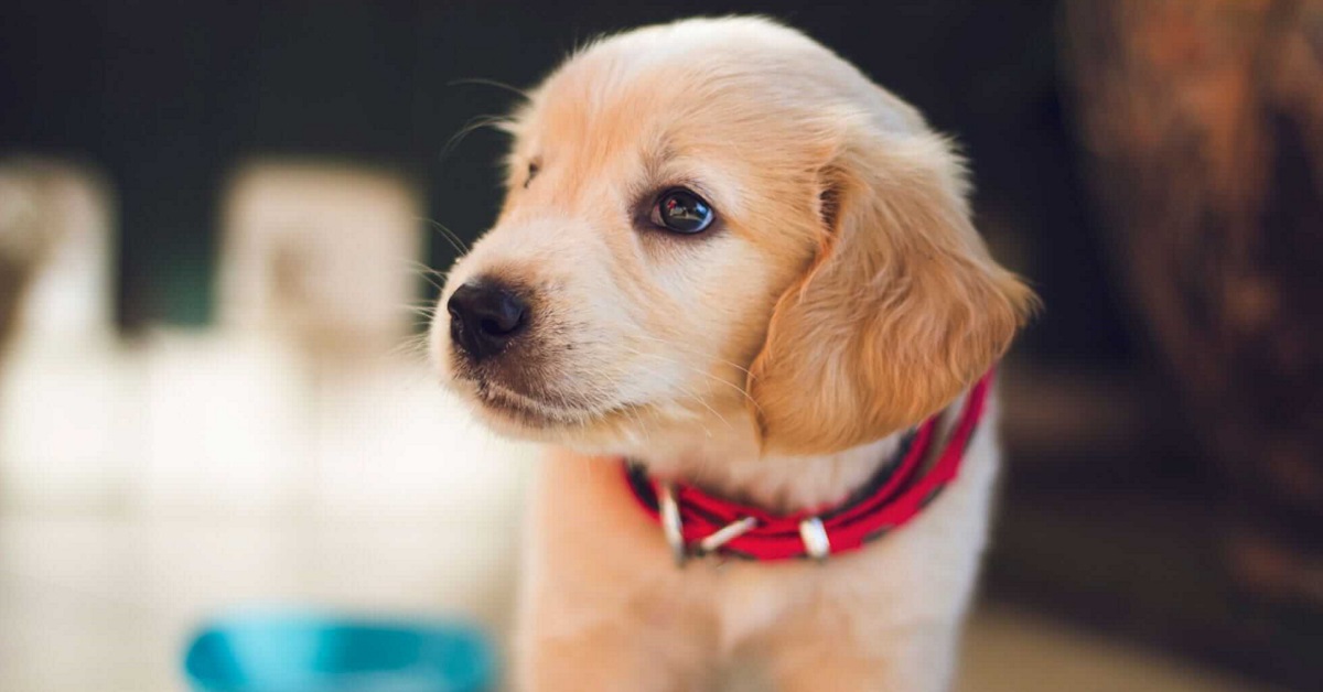 cucciolo di cane labrador con collare