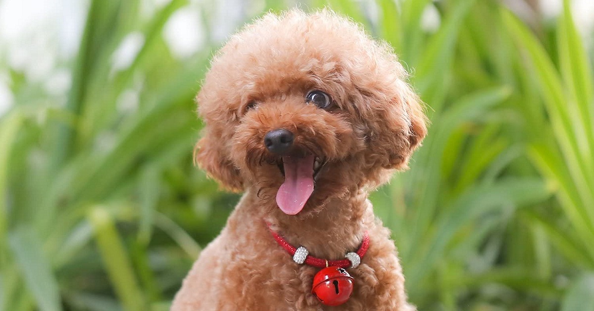 Mettere un campanellino al cane: tutti i motivi per cui è meglio evitare