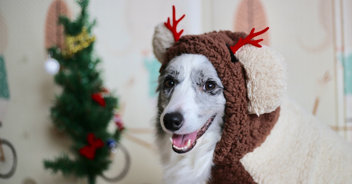 cagnolini babbo natale foto e video