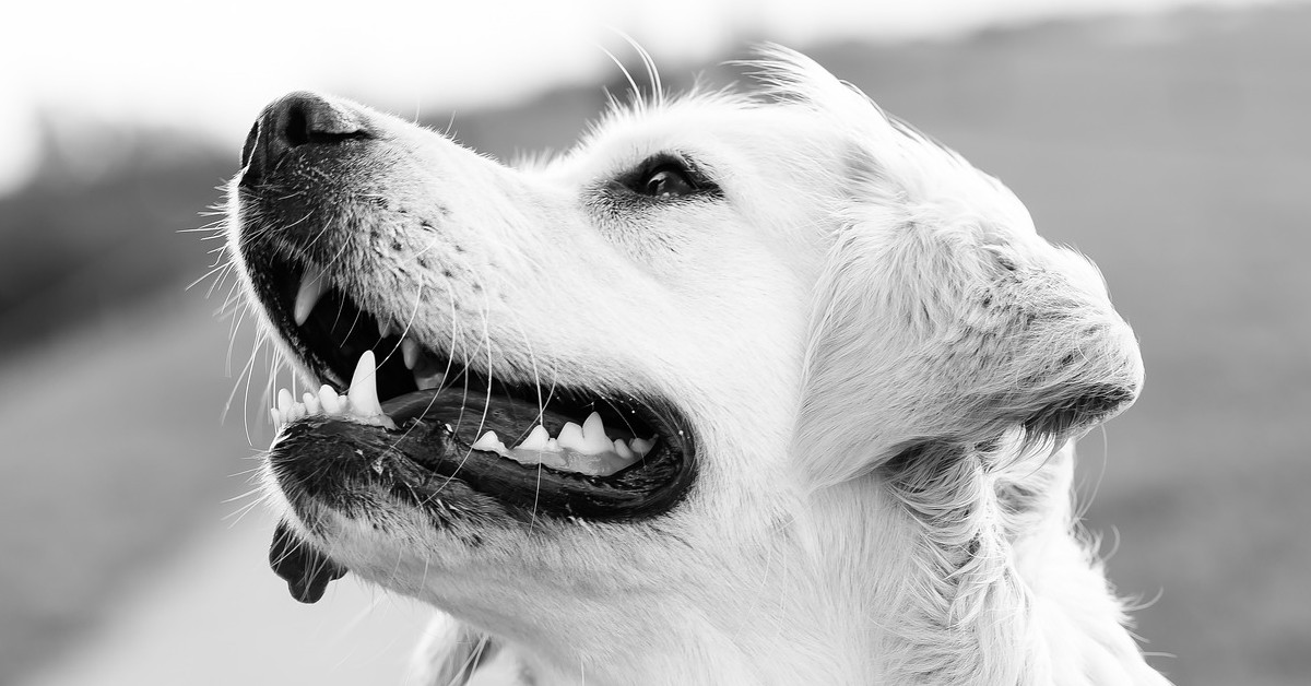 Attenzione al tuo cane quando lo porti a passeggio, un morso può costarti molto caro