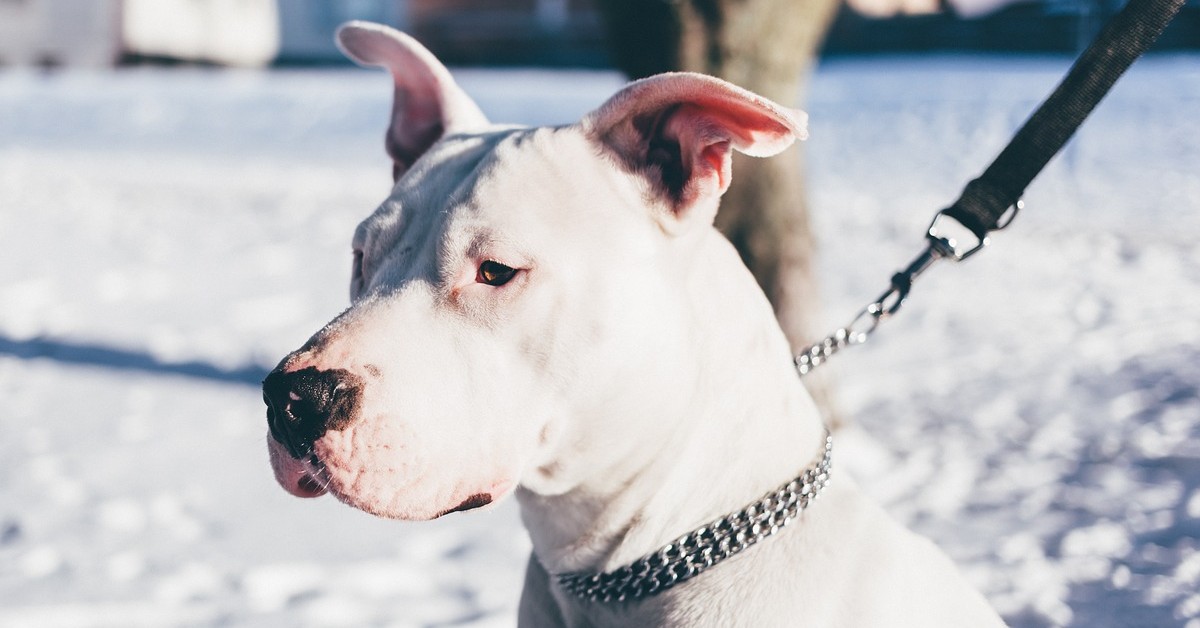 morso del cane può costarti molto caro