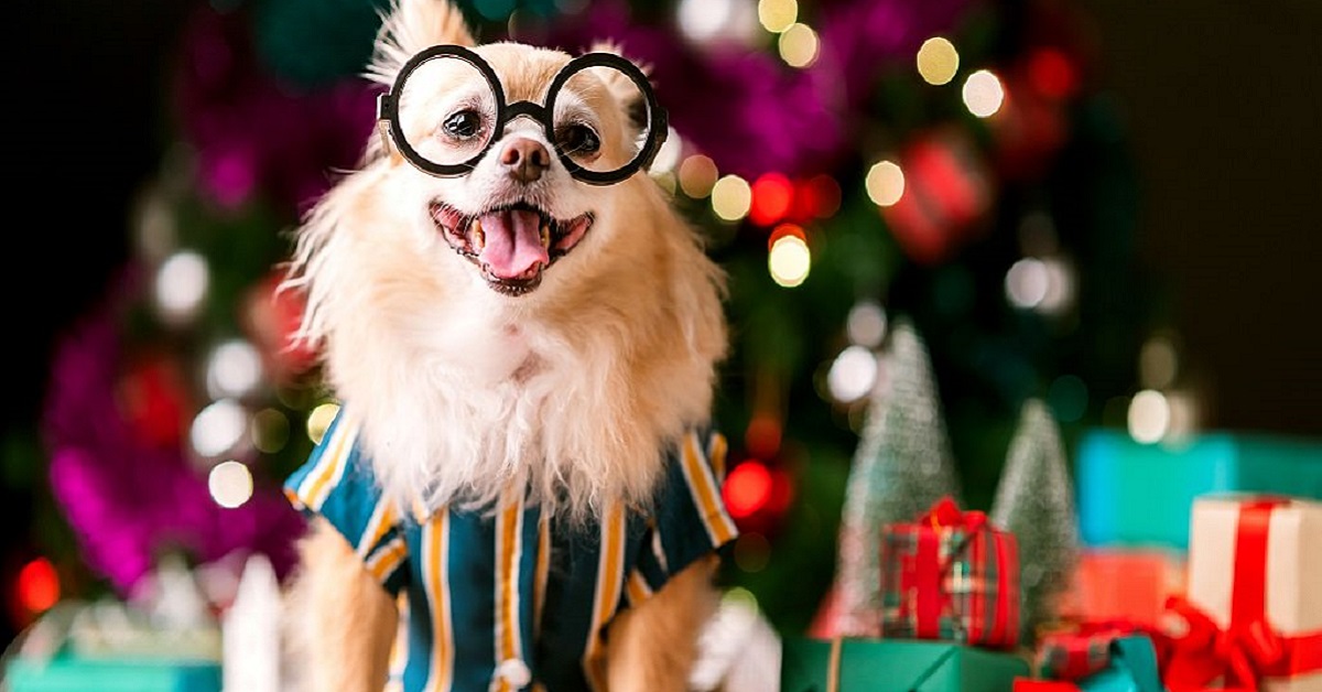 cane con occhiali da vista