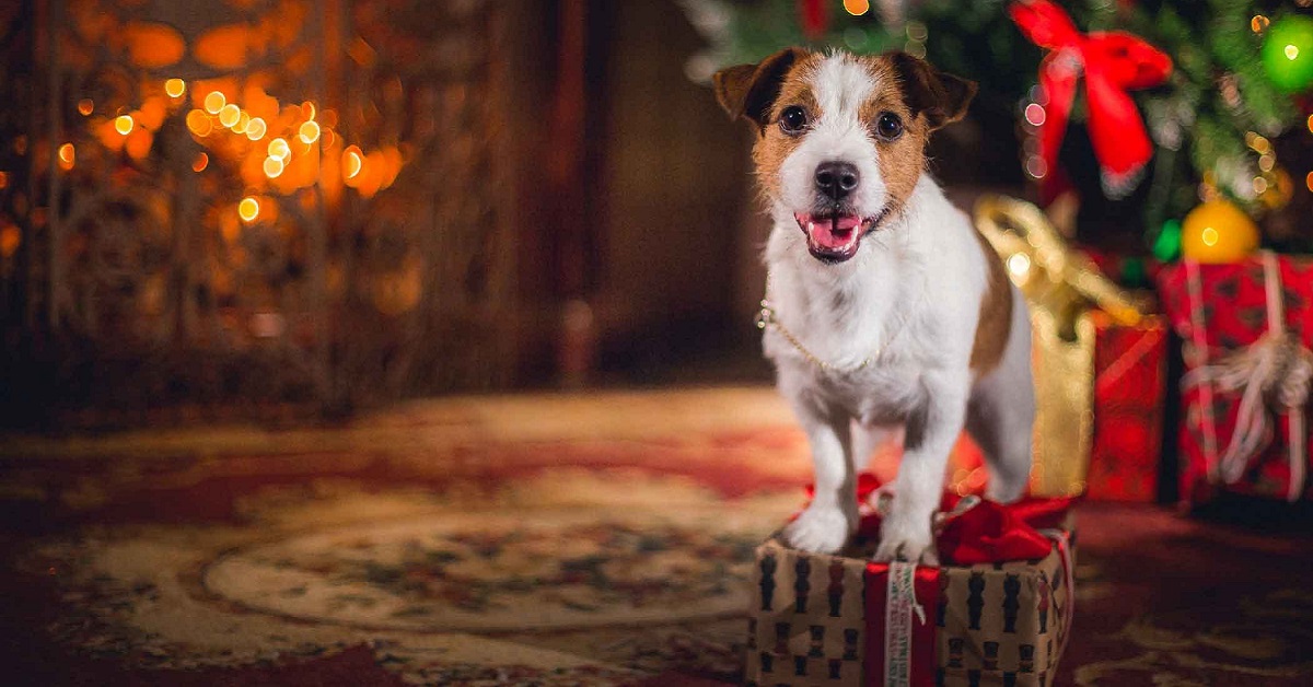 Natale a portata di cane: come immaginarlo e viverlo senza escludere Fido