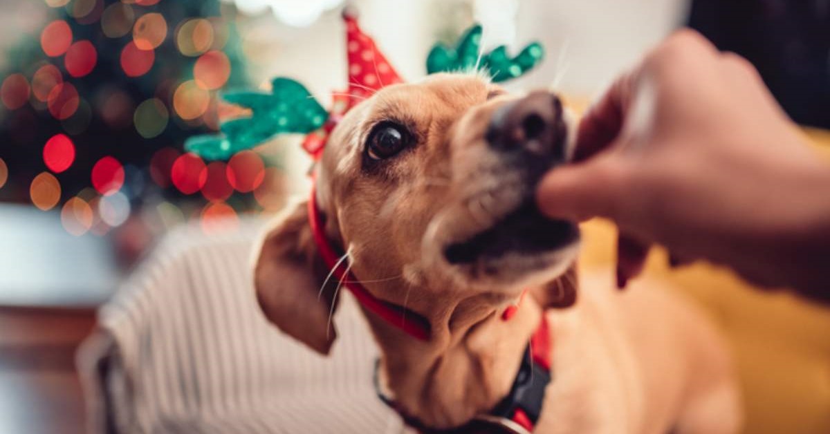 cane mangia a natale