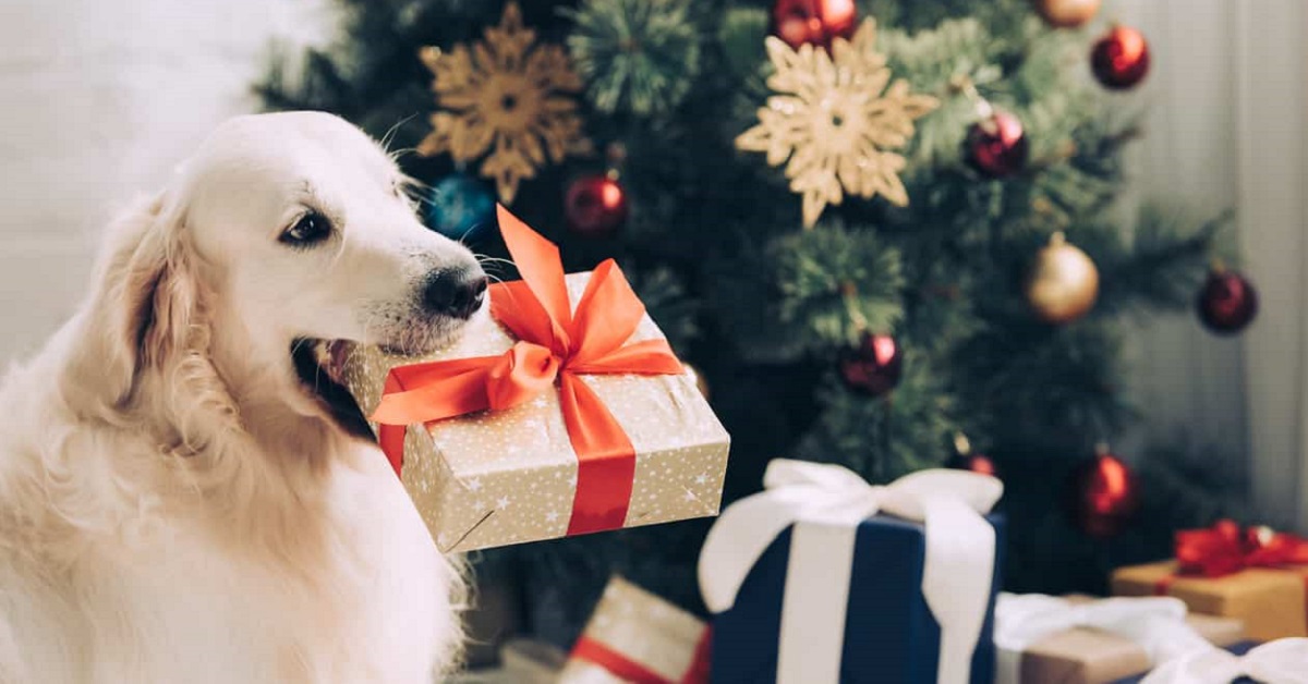 cane con regalo fra i denti